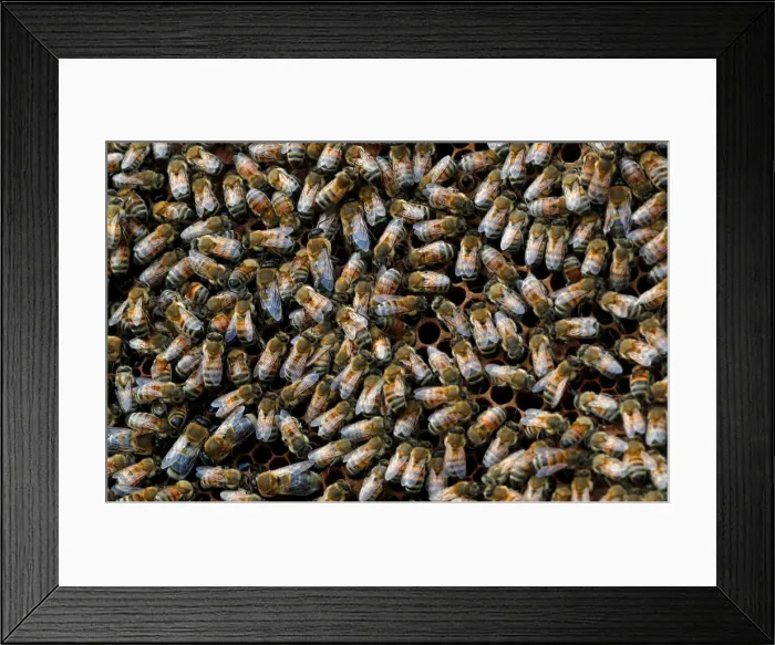 Framed Print : Bees are seen on frames of a beehive in Denee Framed Print : Bees are seen on frames of a beehive in Denee