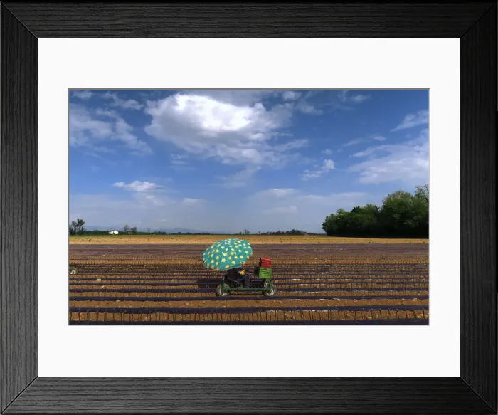 Framed Print : A worker sitting on a cart plants vines of Cabernet Sauvignon grapes in a field on