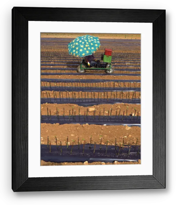 Framed Print : A worker sitting on a cart plants vines of Cabernet Sauvignon grapes in a field on Framed Print : A worker sitting on a cart plants vines of Cabernet Sauvignon grapes in a field on