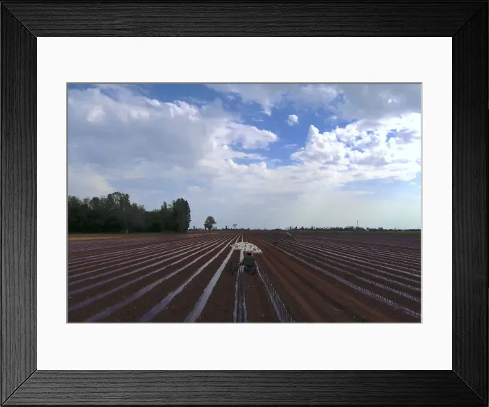 Framed Print : Workers sitting on carts plant vines of Cabernet Sauvignon grapes in a field on Framed Print : Workers sitting on carts plant vines of Cabernet Sauvignon grapes in a field on