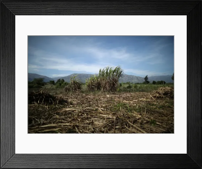 Framed Print : Canes are seen in a sugar cane field on the outskirts of Ganthier Framed Print : Canes are seen in a sugar cane field on the outskirts of Ganthier