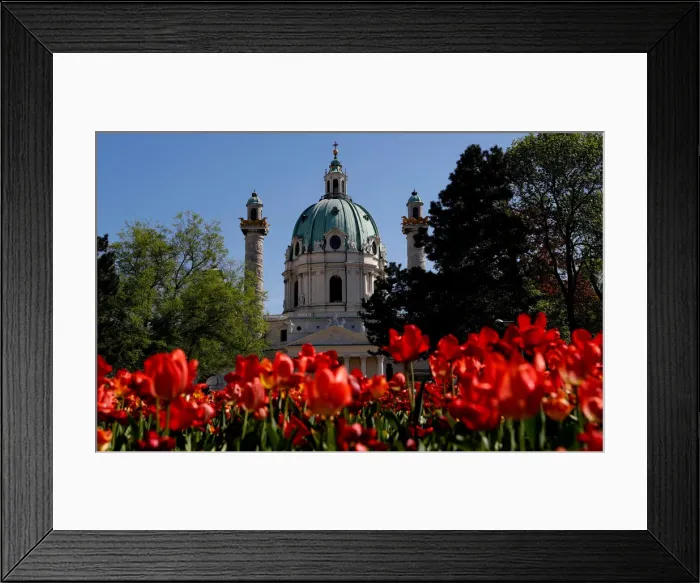 Framed Print : Tulips are seen in front of St. Charles Church in Vienna Framed Print : Tulips are seen in front of St. Charles Church in Vienna