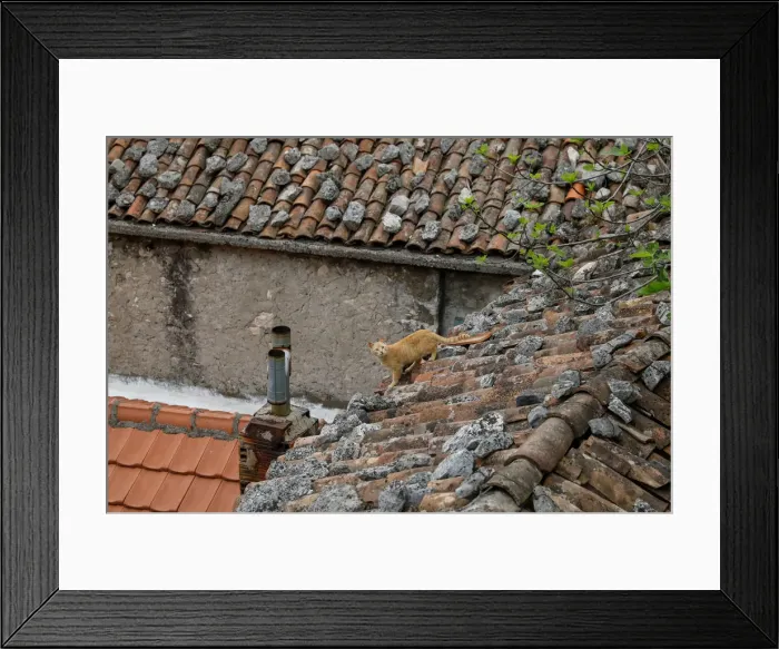 Framed Print : A cat is seen on a roof of a house in the village of Vranjina Framed Print : A cat is seen on a roof of a house in the village of Vranjina