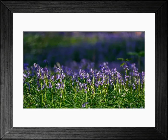 Framed Print : Wild bluebells form a carpet in the Hallerbos near the Belgian city of Halle Framed Print : Wild bluebells form a carpet in the Hallerbos near the Belgian city of Halle