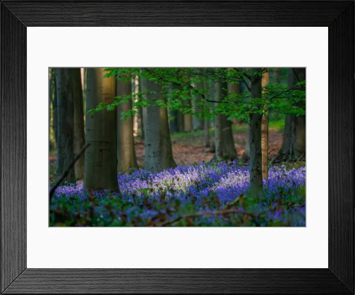 Framed Print : Wild bluebells form a carpet in the Hallerbos near the Belgian city of Halle Framed Print : Wild bluebells form a carpet in the Hallerbos near the Belgian city of Halle