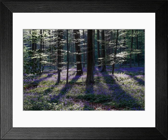 Framed Print : Wild bluebells form a carpet in the Hallerbos near the Belgian city of Halle Framed Print : Wild bluebells form a carpet in the Hallerbos near the Belgian city of Halle