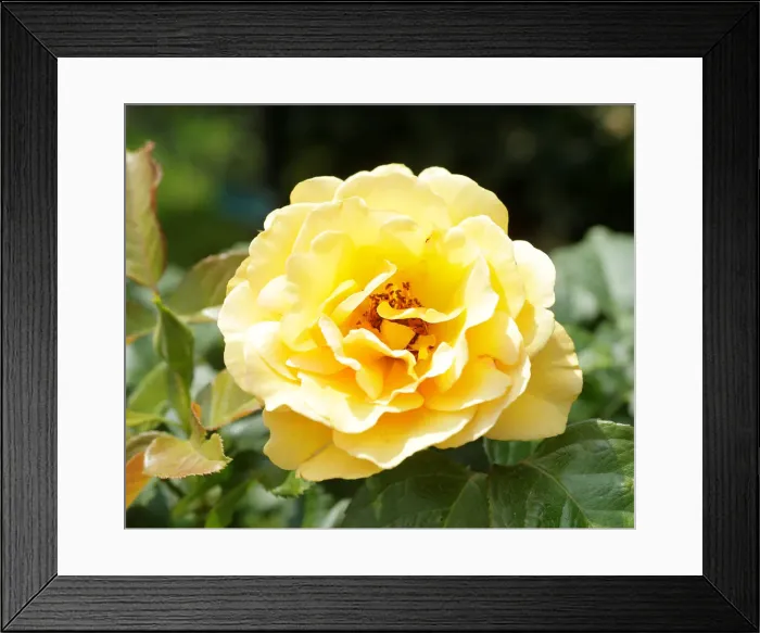 Framed Print : A rose is seen in a public garden in Vienna Framed Print : A rose is seen in a public garden in Vienna