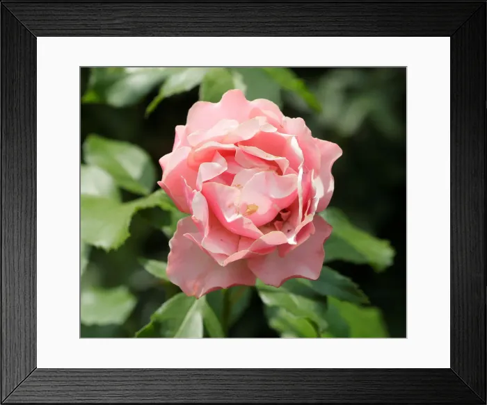 Framed Print : A rose is seen in a public garden in Vienna Framed Print : A rose is seen in a public garden in Vienna