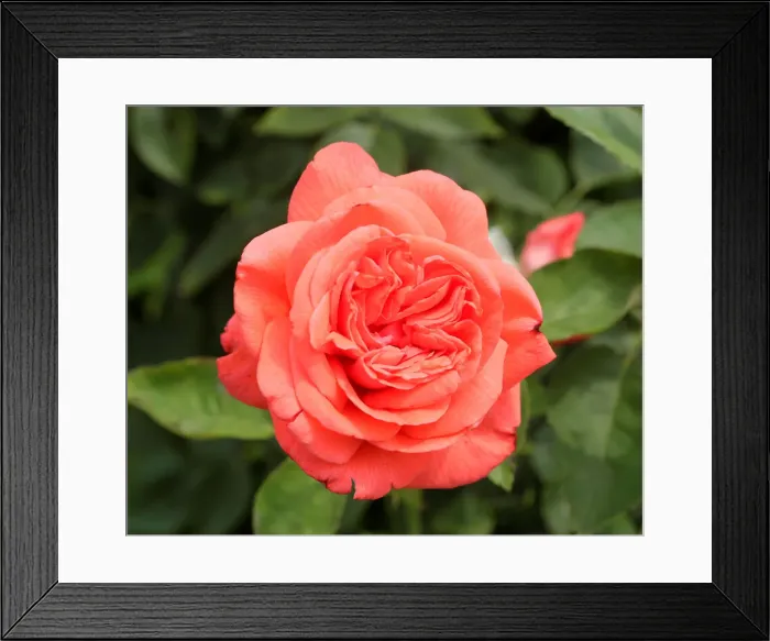 Framed Print : A rose is seen in a public garden in Vienna Framed Print : A rose is seen in a public garden in Vienna