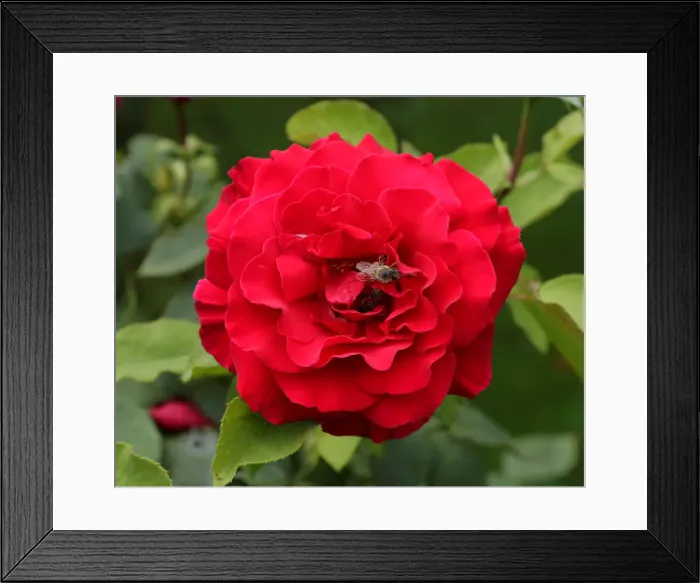 Framed Print : A rose is seen in a public garden in Vienna Framed Print : A rose is seen in a public garden in Vienna