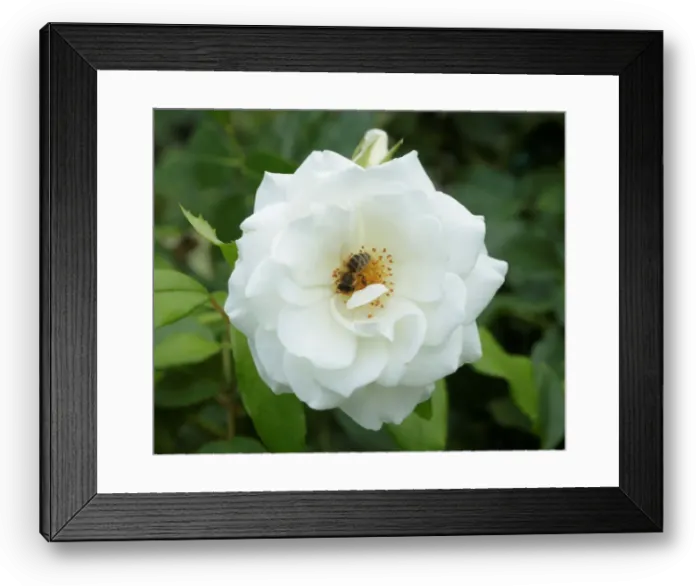 Framed Print : A rose is seen in a public garden in Vienna Framed Print : A rose is seen in a public garden in Vienna