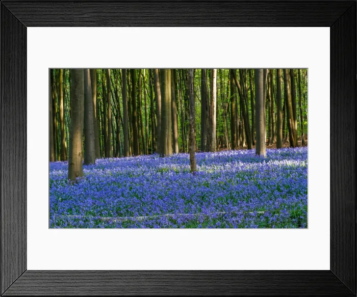 Framed Print : Wild bluebells form a carpet in the Hallerbos near the Belgian city of Halle Framed Print : Wild bluebells form a carpet in the Hallerbos near the Belgian city of Halle