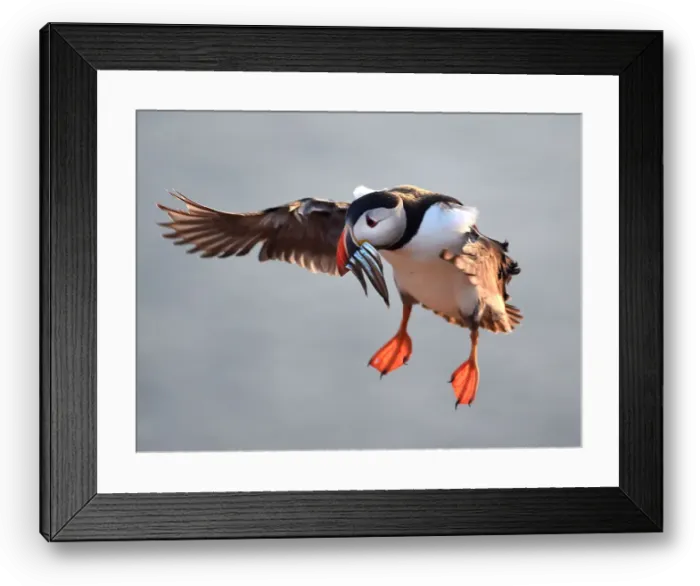 Framed Print : An Atlantic Puffin with sand eels in its bill flies to its burrow on the island of Skomer Framed Print : An Atlantic Puffin with sand eels in its bill flies to its burrow on the island of Skomer