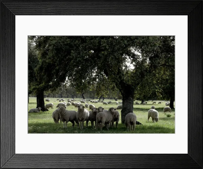 Framed Print : Sheep graze at a ranch in Portezuelo Framed Print : Sheep graze at a ranch in Portezuelo