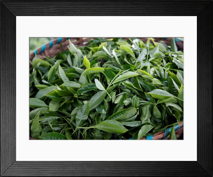 Framed Print : Tea leaves are seen in a basket at a plantation in Kiambu County, near Nairobi Framed Print : Tea leaves are seen in a basket at a plantation in Kiambu County, near Nairobi