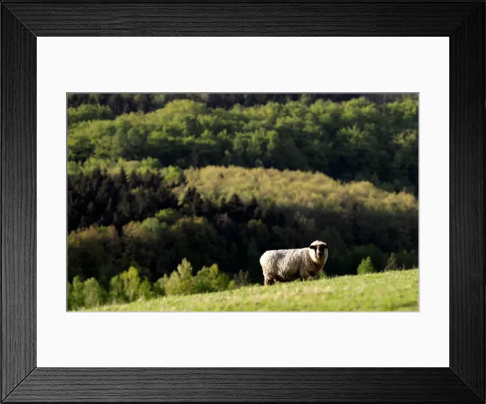 Framed Print : Sheep graze at a farm in the village of Jitrava near Liberec