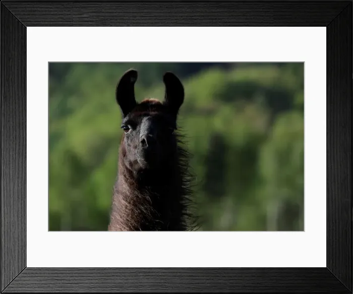 Framed Print : A llama stands at a farm in the village of Jitrava near Liberec