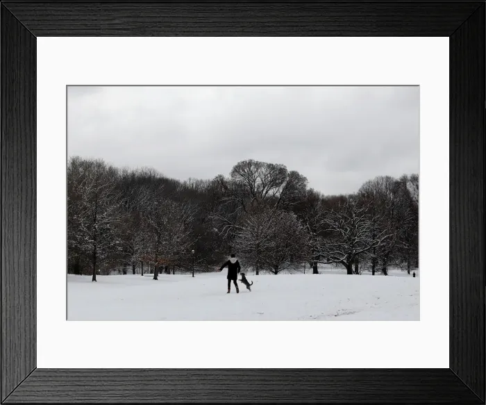 Framed Print : A man plays with a dog after snowfall at Prospect Park in Brooklyn Framed Print : A man plays with a dog after snowfall at Prospect Park in Brooklyn