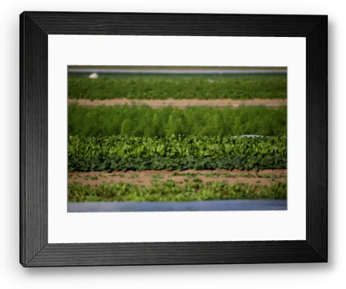 Framed Print : Vegetables are seen in a field in Maccarese