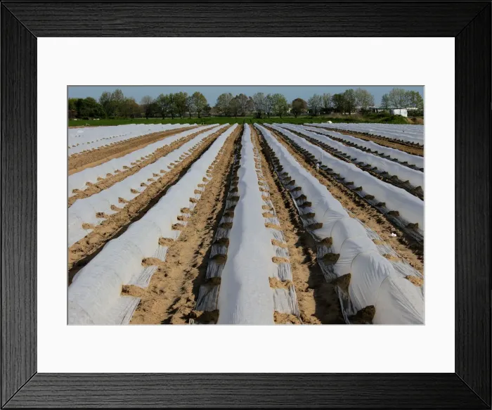 Framed Print : Low tunnels are seen in a field in Maccarese
