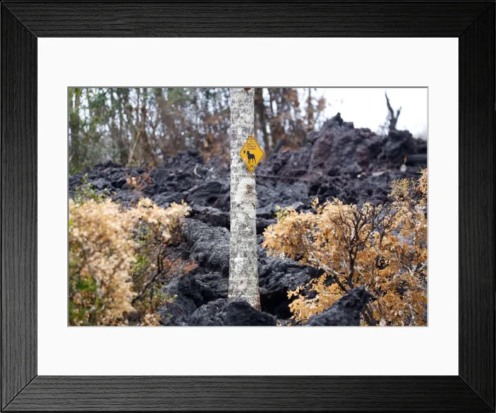 Framed Print : A No Trespassing sign hangs from a tree in a lava flow in the Leilani Estates Framed Print : A No Trespassing sign hangs from a tree in a lava flow in the Leilani Estates