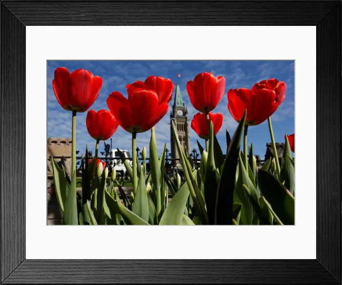 Framed Print : Tulips frame the Peace Tower in front of Parliament Hill in Ottawa Framed Print : Tulips frame the Peace Tower in front of Parliament Hill in Ottawa