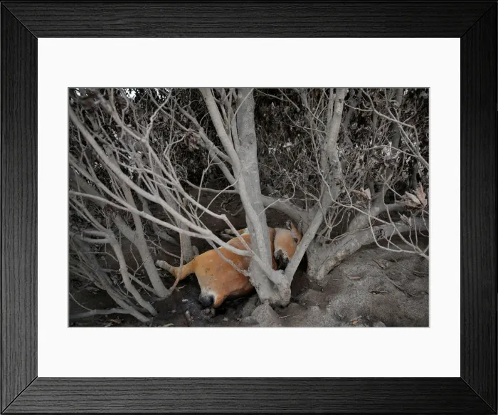 Framed Print : The Wider Image: In volcanos wake, Guatemalan town became a cemetery Framed Print : The Wider Image: In volcanos wake, Guatemalan town became a cemetery