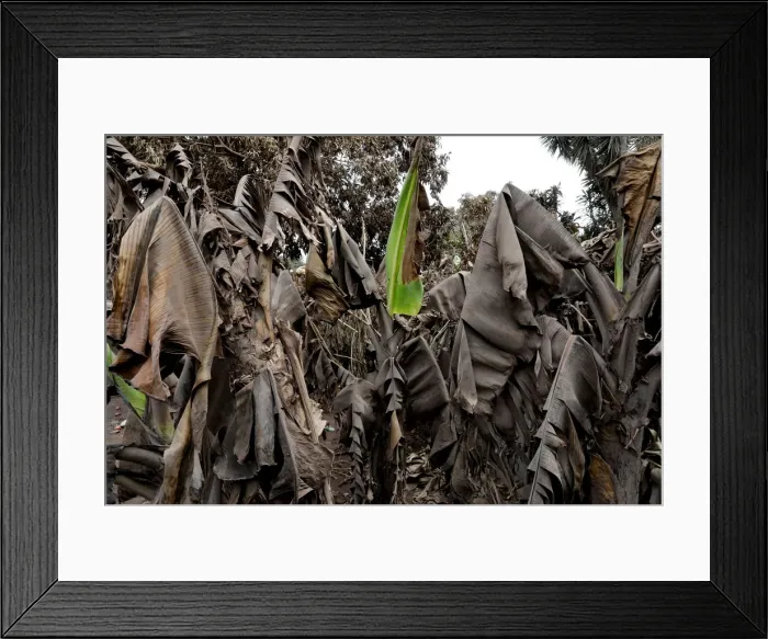 Framed Print : The Wider Image: In volcanos wake, Guatemalan town became a cemetery
