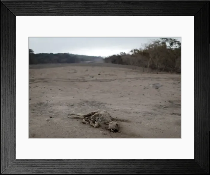 Framed Print : A dead calf is seen at an area affected by the eruption of the Fuego volcano at El Rodeo