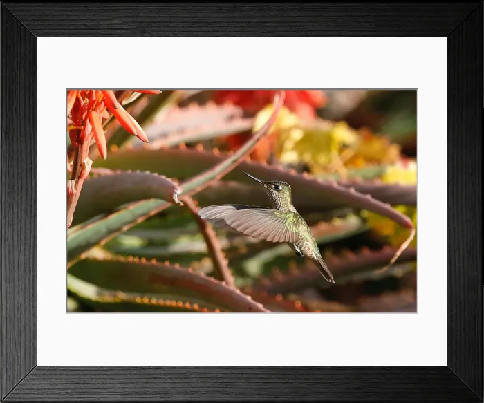 Framed Print : A humming bird flies at a public square in Vina del Mar Framed Print : A humming bird flies at a public square in Vina del Mar