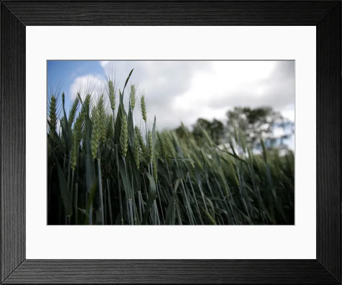 Framed Print : Ears of wheat are seen in a wheat field in Rohr