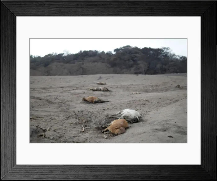 Framed Print : Dead cattle are seen at an area affected by the eruption of the Fuego volcano at El Rodeo