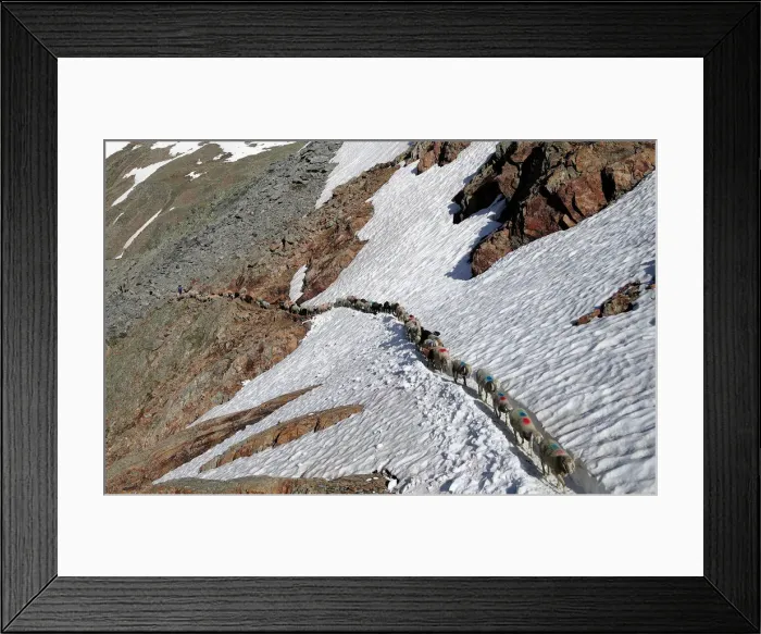 Framed Print : Sheep cross a snow field on their way up to the alpine pass Hochjoch in the autonomous Framed Print : Sheep cross a snow field on their way up to the alpine pass Hochjoch in the autonomous