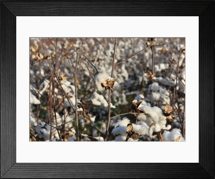 Framed Print : Cotton left over from last years harvest is seen in a field near Wakita, Oklahoma Framed Print : Cotton left over from last years harvest is seen in a field near Wakita, Oklahoma