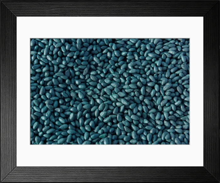 Framed Print : Cotton seeds that have been coated with a seed treatment wait to be planted near Wakita