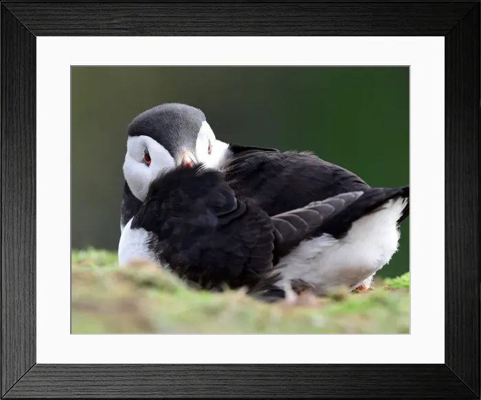Framed Print : An Atlantic Puffin sits near its burrow on the island of Skomer, Pembrokeshire Framed Print : An Atlantic Puffin sits near its burrow on the island of Skomer, Pembrokeshire