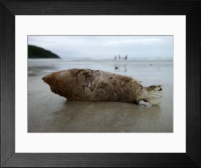 Framed Print : Fish shaped plastic container washed up by the sea is seen at the Ao Phrao Beach Framed Print : Fish shaped plastic container washed up by the sea is seen at the Ao Phrao Beach
