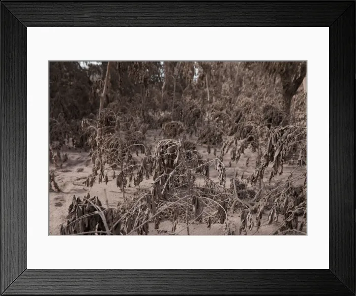 Framed Print : Coffee plants, covered in ash after the eruption of the Fuego volcano Framed Print : Coffee plants, covered in ash after the eruption of the Fuego volcano