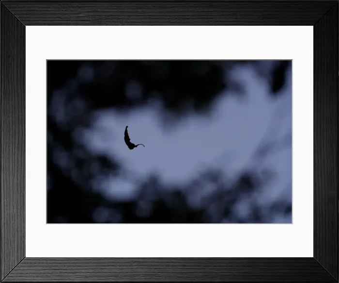 Framed Print : A leaf caught on a spiders web floats in between other branches in Milton Keynes Framed Print : A leaf caught on a spiders web floats in between other branches in Milton Keynes