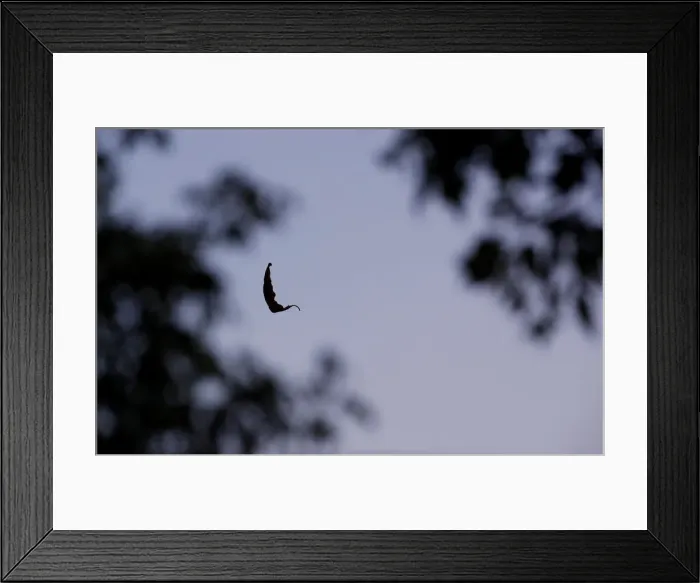 Framed Print : A leaf caught on a spiders web floats in between other branches in Milton Keynes Framed Print : A leaf caught on a spiders web floats in between other branches in Milton Keynes