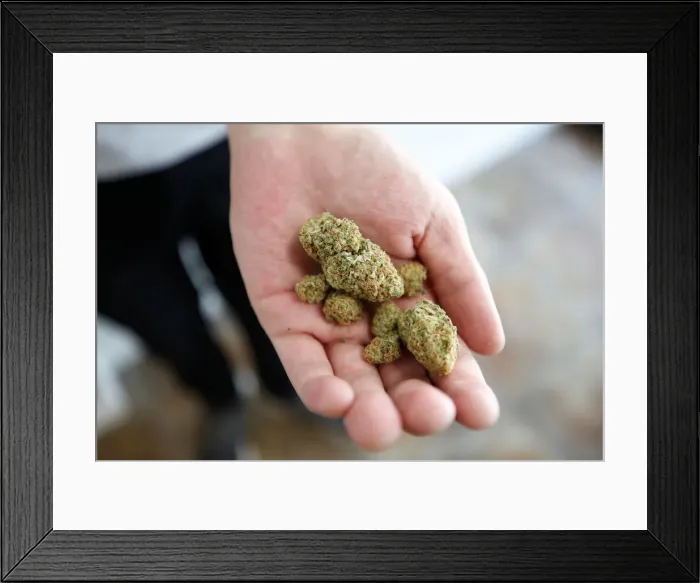 Framed Print : An employee holds marijuana at a dispensary in Ottawa Framed Print : An employee holds marijuana at a dispensary in Ottawa
