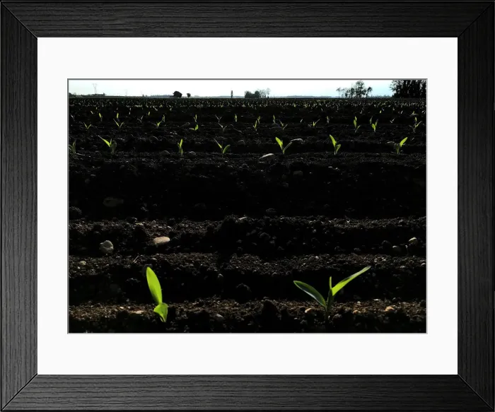 Framed Print : Newly planted wheat grows in a field on the outskirts of Flaibano Village Framed Print : Newly planted wheat grows in a field on the outskirts of Flaibano Village