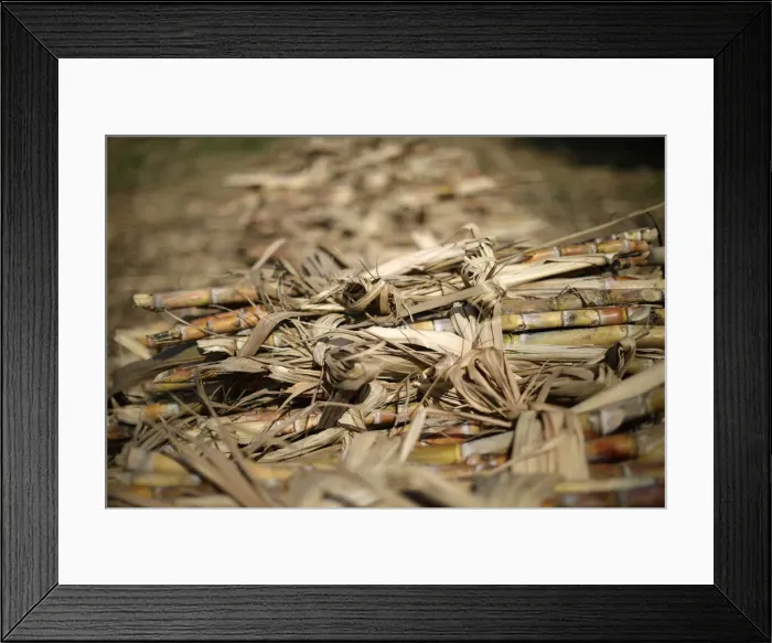 Framed Print : Sugar canes lie stacked on the outskirts of Ganthier Framed Print : Sugar canes lie stacked on the outskirts of Ganthier