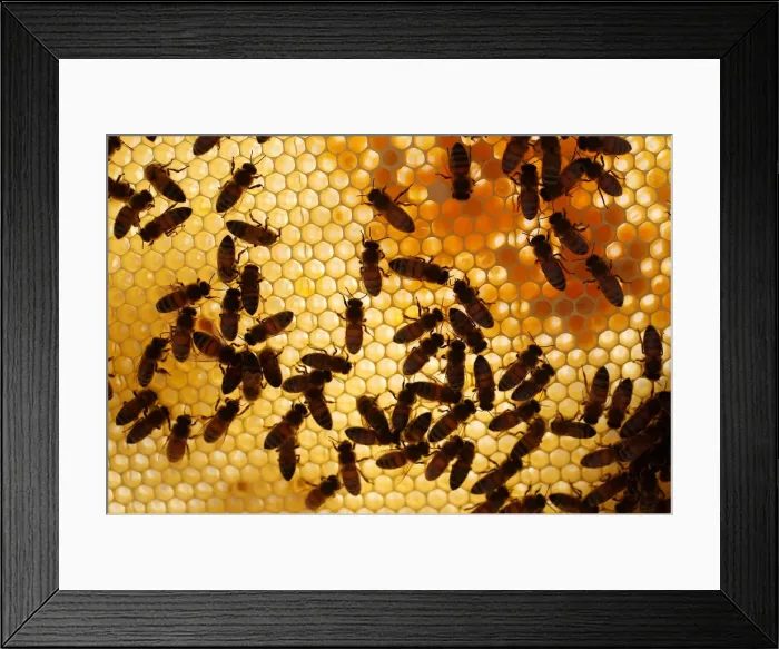 Framed Print : Bees are seen on a frame from a beehive in Hoerdt near Strasbourg Framed Print : Bees are seen on a frame from a beehive in Hoerdt near Strasbourg
