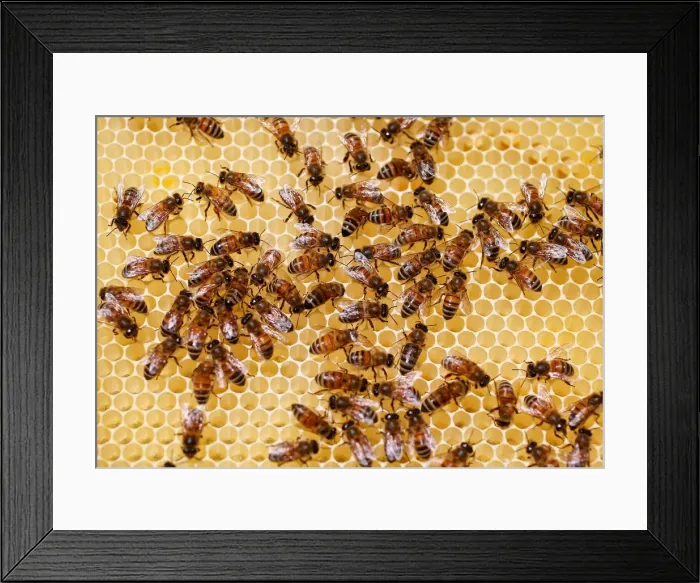 Framed Print : Bees are seen on a frame from a beehive in Hoerdt near Strasbourg Framed Print : Bees are seen on a frame from a beehive in Hoerdt near Strasbourg