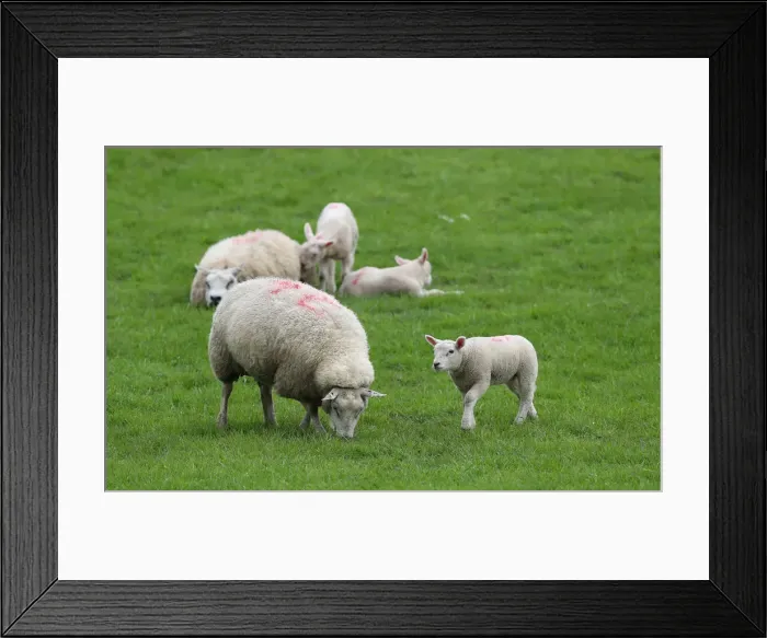 Framed Print : Sheep and lambs graze in a field near Congleton