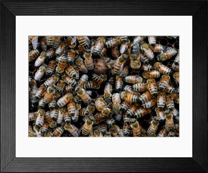 Framed Print : Bees are seen on frames of a beehive in Denee Framed Print : Bees are seen on frames of a beehive in Denee