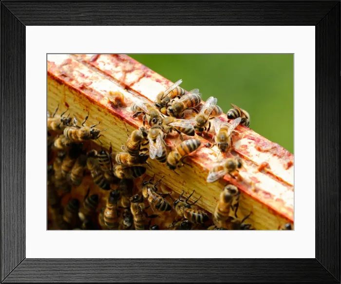 Framed Print : Bees are seen on the frame of a beehive in Denee Framed Print : Bees are seen on the frame of a beehive in Denee