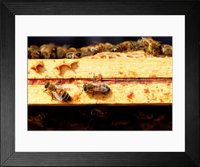 Framed Print : Bees are seen on frames of a beehive in Denee