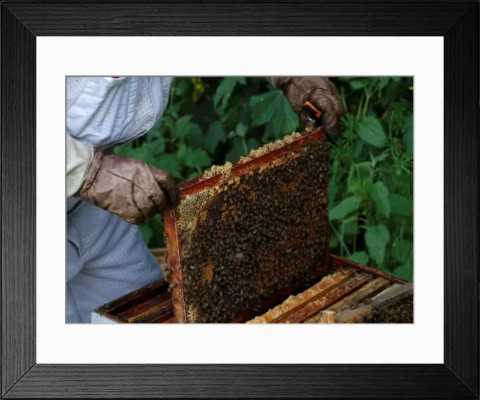 Framed Print : Bees are seen on frames of a beehive in Denee Framed Print : Bees are seen on frames of a beehive in Denee